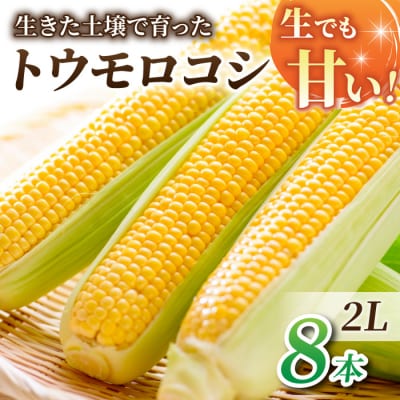【先行受付2026年発送】生でもすごく甘い!生きた土壌で育った『とうもろこし』2Lサイズ8本