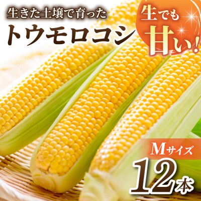 【先行受付2026年発送】生でもすごく甘い!生きた土壌で育った『とうもろこし』Mサイズ12本