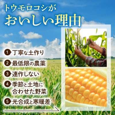 【先行受付2026年発送】生でもすごく甘い!生きた土壌で育った『とうもろこし』Mサイズ12本