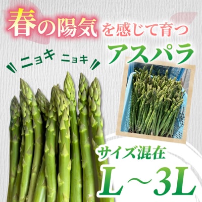 先行受付2026年発送【小林菜園】農家直送!アスパラガス1.1kg(L～3Lサイズ)