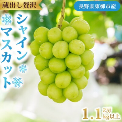 蔵出し!贅沢シャインマスカット2房(1.1kg以上)|冬のシャインマスカット
