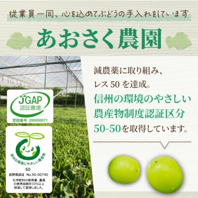 【お正月限定!50セット限り】シャインマスカット2～3房(1.1kg以上)※12月28日、29日発送