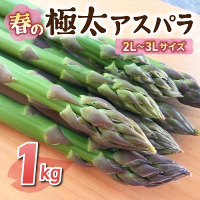 【先行受付2026年発送】農家直送!新鮮!春獲れ極太(2L～3L)アスパラ約1kg