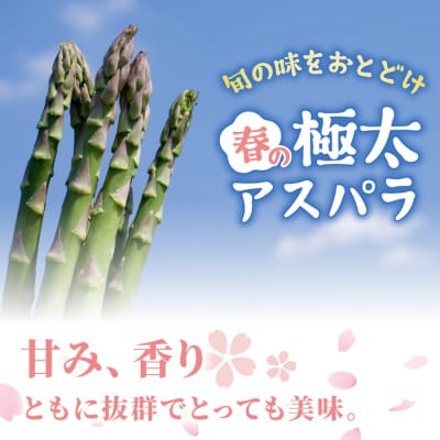 【先行受付2026年発送】農家直送!新鮮!春獲れ極太(2L～3L)アスパラ約1kg