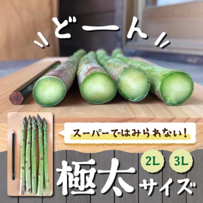 【先行受付2026年発送】農家直送!新鮮!春獲れ極太(2L～3L)アスパラ約1kg