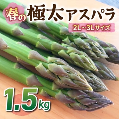 【先行受付2026年発送】農家直送!新鮮!春獲れ極太(2L～3L)アスパラ約1.5kg