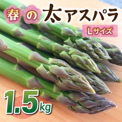 先行受付2025年発送【のららぼ農園】農家直送!新鮮!春獲れ太(L)アスパラ1.5kg