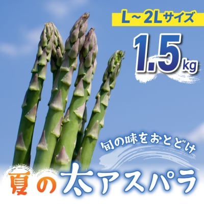 【先行受付2026年発送】農家直送!新鮮!夏獲れ太(L～2L)アスパラ約1.5kg