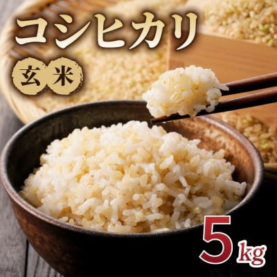 令和7年産新米!コシヒカリ玄米5kg　※2025年10月上旬以降順次発送