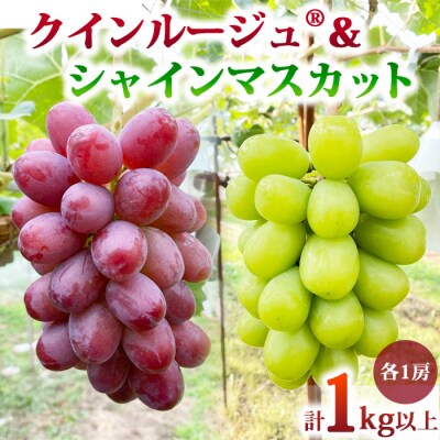 先行受付2025年発送【おぎはら園】農家直送朝採れシャインマスカット&クイーンルージュ(R)約1kg