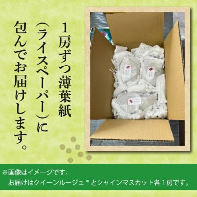 【先行受付2026年発送】農家直送!朝採れシャインマスカット&クイーンルージュR各1房|おぎはら園