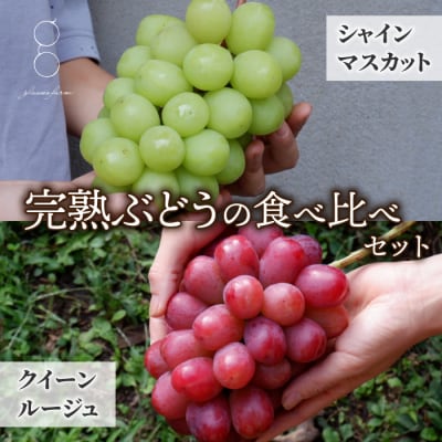 【先行受付2026年発送】完熟ぶどうの贈り物(シャインマスカット×クイーンルージュ(R) 各1房