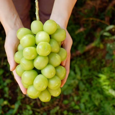 【先行受付2026年発送】完熟ぶどうの贈り物(シャインマスカット×クイーンルージュ(R) 各1房