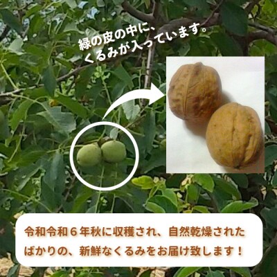 信濃くるみ殻付き1kg(大サイズ)【長野県東御市産ブランド】某テレビ番組でも紹介♪ 令和7年産 新物