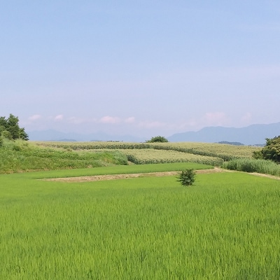 有機肥料使用のコシヒカリ 玄米 5kg 一等米|令和7年産 新米!長野県東御市