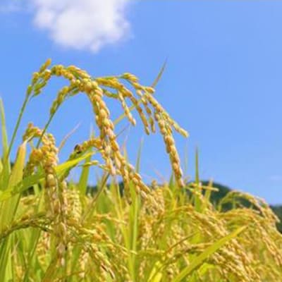 有機肥料使用のコシヒカリ 玄米 5kg 一等米|令和7年産 新米!長野県東御市