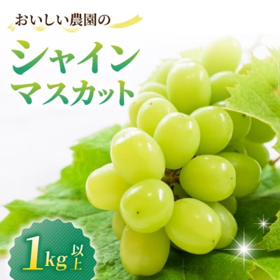 シャインマスカット1kg以上(2～3房)|御牧原おいしい農園　※2026年10月上旬～発送予定