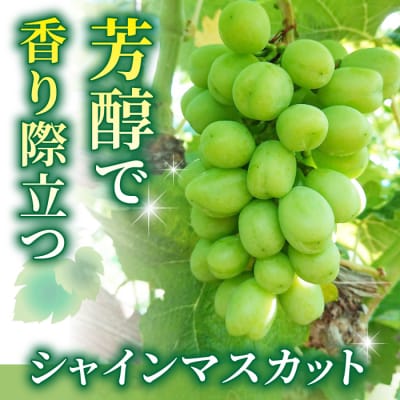 シャインマスカット1kg以上(2～3房)|御牧原おいしい農園　※2026年10月上旬～発送予定