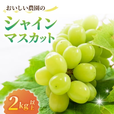 �V���C���}�X�J�b�g2kg�ȏ�(4�`5�[)|��q�����������_����2026�N10����{�ȍ~��������