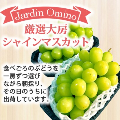 【先行受付2026年発送】シャインマスカット プレミアム 2房、1kg以上|Jardin Omino