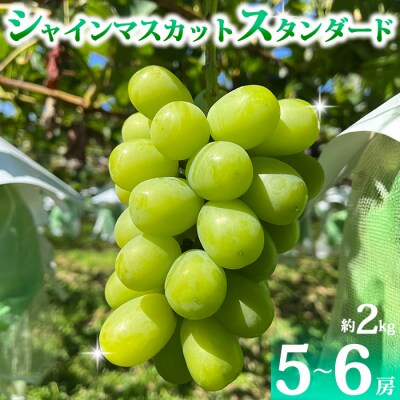【先行受付2026年発送】シャインマスカット スタンダード 約2kg(5～6房)