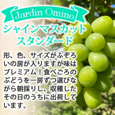 【先行受付2026年発送】シャインマスカット スタンダード 約2kg(5～6房)