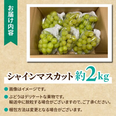 【先行受付2026年発送】シャインマスカット スタンダード 約2kg(5～6房)