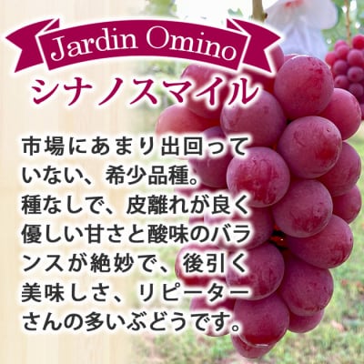 【先行受付2026年発送】シャインマスカット2房&シナノスマイル 3房 　|Jardin Omino