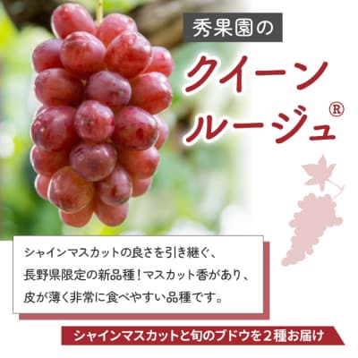 【先行受付2026年発送】旬のぶどう食べ尽くしセット4回頒布会|秀果園