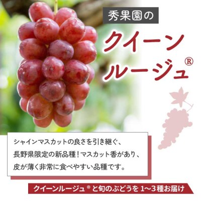 【先行受付2026年発送】クイーンルージュ(R)と旬のおすすめ2～4種セット(約2kg)|秀果園