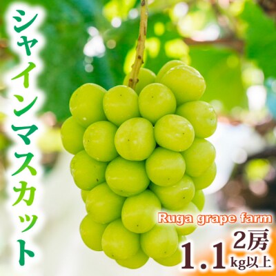 【先行受付2025年発送】シャインマスカット2房(1.1kg以上)|Ruga grape farm