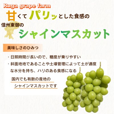 【先行受付2025年発送】シャインマスカット2房(1.1kg以上)|Ruga grape farm
