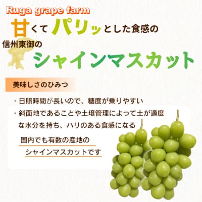 【先行受付2026年発送】シャインマスカット2房(1.1kg以上)|Ruga grape farm