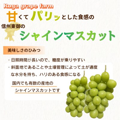 【先行受付2026年発送】シャインマスカット2kg 良品サイズ色々詰め合わせ|Ruga grape 