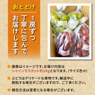 【先行受付2026年発送】シャインマスカット2kg 良品サイズ色々詰め合わせ|Ruga grape 