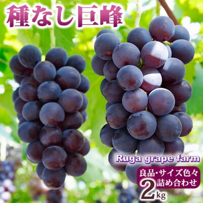 種なし巨峰2kg 良品サイズ色々詰め合わせ|Ruga grape farm