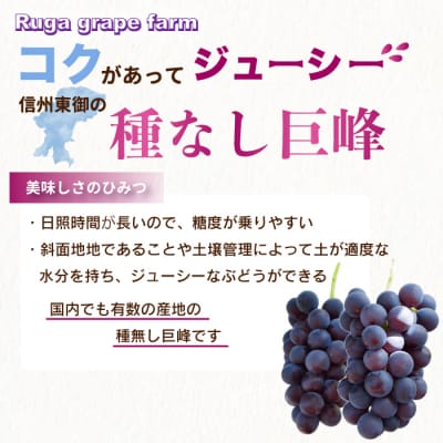 【先行受付2025年発送】種無し巨峰2kg 良品サイズ色々詰め合わせ|Ruga grape farm
