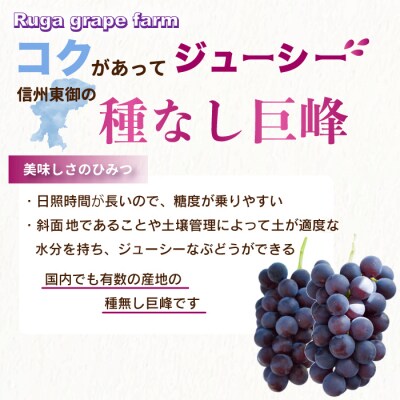 種なし巨峰2kg 良品サイズ色々詰め合わせ|Ruga grape farm