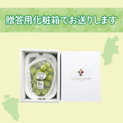 【先行受付2025年発送】大房シャインマスカット1房 贈答化粧箱入(500g以上)東御こもだ果樹園