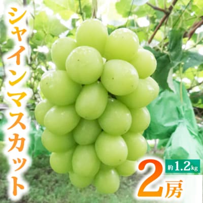 【先行受付2026年発送】農家直送!シャインマスカット2房(約1.2kg)【土屋農園】