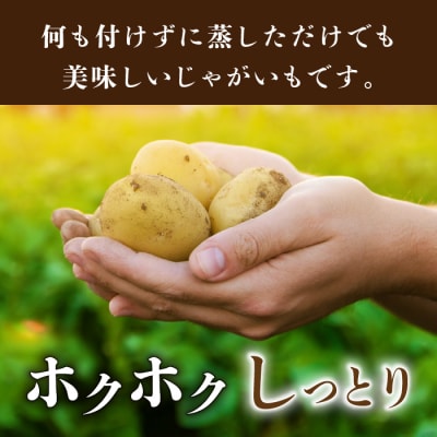 【先行受付2026年発送】長野県産新じゃがいも 生きた土壌で育った『白土馬鈴薯5kg』里山JAPAN