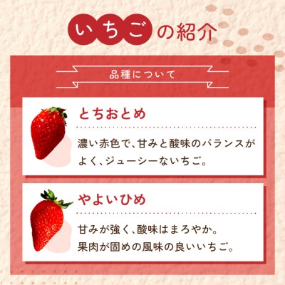 大粒!田口さんのいちご(とちおとめとやよいひめのセット)2パック(600g)