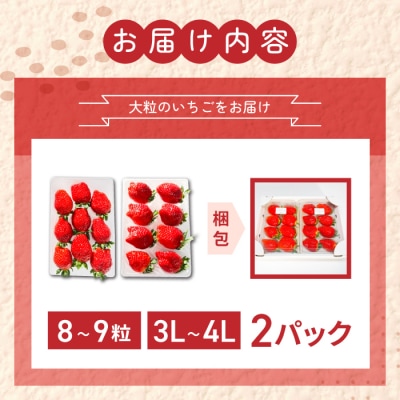 大粒!田口さんのいちご(とちおとめ)2パック(600g)贈答用※2026年1月上旬以降発送予定