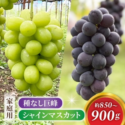 2026年先行受付【おがわら農園】家庭用欲張りセット!シャインマスカット・種無し巨峰,各1～2房