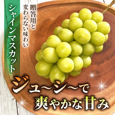 2026年先行受付【おがわら農園】家庭用欲張りセット!シャインマスカット・種無し巨峰,各1～2房