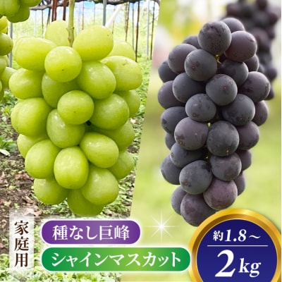 2026年先行受付【おがわら農園】家庭用欲張りセット!シャインマスカット2～3房・種無し巨峰2～3房