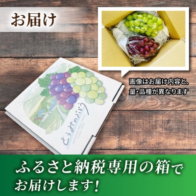 【おがわら農園】家庭用欲張りセット!(シャインマスカット2房・種無し巨峰2～3房)約1.8～2kg