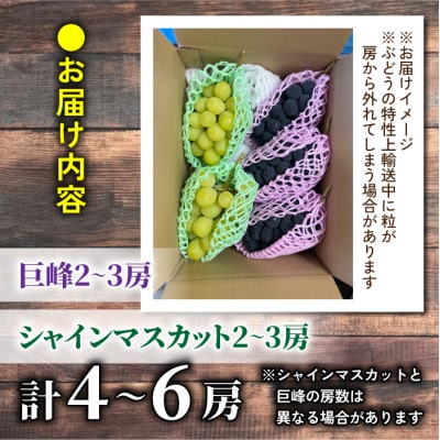 2026年先行受付【おがわら農園】家庭用欲張りセット!シャインマスカット2～3房・種無し巨峰2～3房