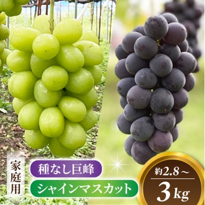 【おがわら農園】家庭用欲張りセット!(シャインマスカット3房・種無し巨峰3～4房)約2.8～3kg