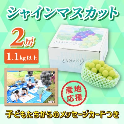 ぶどうの産地を応援!!とうみ未来ブドウプロジェクトと子どもたちが送る　シャインマスカット 2房